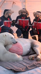 The Arctic Miracle How a Polar Bear Saved a Pregnant Horse #animalrescue #polarrescue #horse #humanity #rescueanimals #animals #rescue #animalrescue #animallover | Wild Rescue