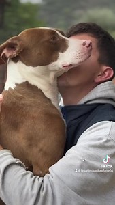 Il s’appelle Tiger, il a 18 mois, et il attend une famille dans notre Refuge de Carros - Fondation Assistance aux Animaux. Cet adorable jeune chien a été pris en charge par la Fondation Assistance Aux Animaux avec son frère : ils ont été retrouvés tous les deux abandonnés, attachés aux portes du refuge. Non identifiés, nous n’avons pas pu retrouver le propriétaire. La Fondation les a immédiatement accueillis, ils ont été soignés, identifiés et stérilisés. Taken, son frère, a eu la chance de trou