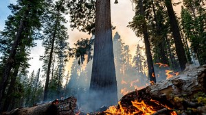Washburn Fire in Yosemite Updates | Maps, Evacuations, Road Closures