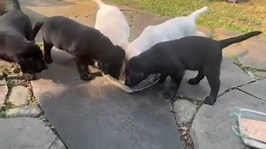 This puppies are just too cute enjoying their Volhard Dog Nutrition | K9 Basics Dog Training