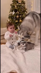 274K views · 5.8K reactions | Big thanks for Gifting pup husky. | Nurfthefrench Official | Facebook