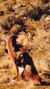 Puma jump on back of gunacano 😱 _ _ _ _ _ _ _ #puma #gunacano #pumavsgunacano #wildanimals #wildlifeprotection #wildlifetour #wildliveplanet #wildlifetrust #wildlifevideo #krugernationalpark #kruger #maasai #netgeowildlife #wildlifetour #wildlifetrust #naturephotography #wild #maasai #nationalgeographic | Animal Lovers