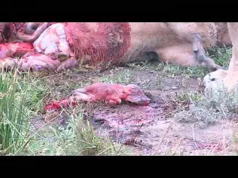 Lions kill pregnant warthog (unseen)