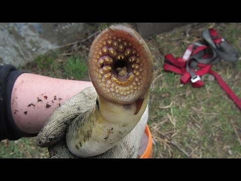 Parasites in the Shallows - Sea Lamprey Monitoring