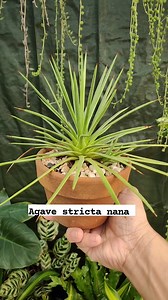 Dwarf Agave stricta nana #bikolanahardinera #plantas #plantsmakepeoplehappy #succulentgarden #succulents #succulentlove #succulentcollection | Bikolanahardinera