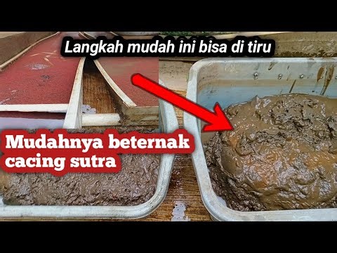 Tutorial cara mudah ternak cacing sutra dengan aliran air #pakanikanalami #cacingsutra