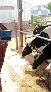 133K views · 1.6K reactions | Daily Summer Routine On Our Farm #reels #dairyfarming #dairyfarm #farm #fedingcows #farmblog | The 10th Generation Dairyman | Facebook