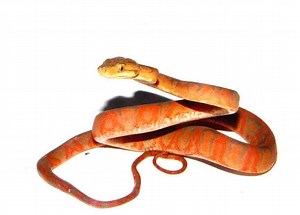 Serpiente Corallus HortulanusLa Corallus Hortulanus, es una serpiente de hábitos arborícolas, tienen el cuerpo delgado, la cabeza bien diferenciada del cuerpo con forma triangular y los ojos con pupilas verticales.																La  Corallus Hortulanus se localiza a lo largo de la selva amazónica, en países como Brasil, Venezuela, Uruguay, Ecuador, Perú y Bolivia. El color del cuerpo de la se ...