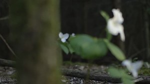 Trillium Flowers Ontario Woodland Rack Stock Footage Video (100% Royalty-free) 5452172 | Shutterstock