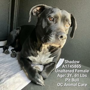 UPDATE. Shadow has been redeemed by his owner. 5/20/24 URGENT CODE RED. Shadow needs rescue by 5/22/24 or she will be euthanized by OC Animal Care. It doesn't appear Shadow has had much support or training in her home. Her owner was arrested. There have been some previous bites resulting in some minor abrasions. Shadow was left with a mom and young child who do not feel comfortable taking care of her. A1745865 Shadow Comments: At Risk! Needs Rescue Now! Status: RESQ-BHV Intake Type: CONFISCATE K