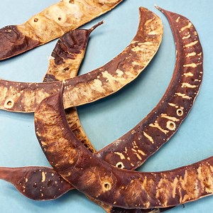 Weathered Honey Locust Seed Pods: Natural Art & Craft Supplies - Etsy