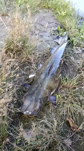 Release this big catfish in Skokie Lagoons