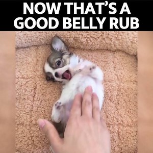 145K views · 1.9K reactions | This is the cutest chihuahua in the world! <3 | Pulptastic | Facebook