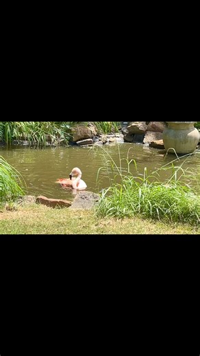 Best part of summer? 40 year old “Trinity” the Chilean flamingo demonstrates a sun shower. | Frank Buck Zoo