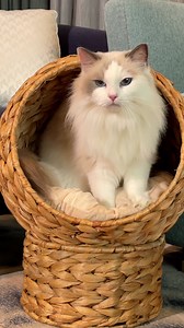 What to do when your dog is driving you insane… 😵‍💫🐶 #pawhut #dogtok #doglover #funnyreels #PetStroller #DogTok #FunnyDogs #ViralPets #PetLife #DogParents #PetHacks #DogContent #FurryFriends | PawHut UK