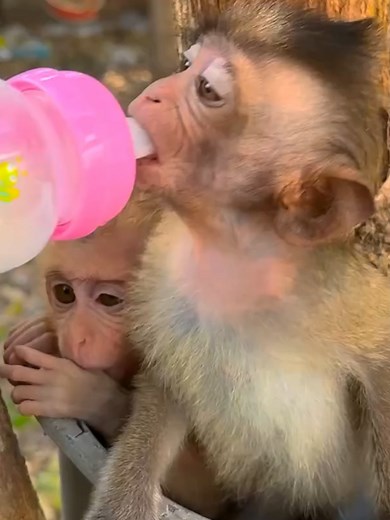 Adorable Baby Monkey Mimics Windmill for Milk