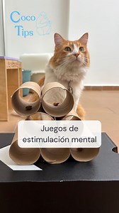 Juegos interactivos para tu gato fáciles y muy económicos. Lo mejor es que lo estimularás mentalmente y ambos se van a divertir. 😻❤️ ¡Comenta si también lo hiciste! | COCO HABLA