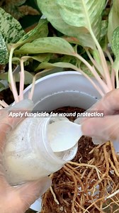 12K views · 267 reactions | sa mga nagtanung ulit paano ako mag repot nang mga Aglaonema ko,kaya sila healthy ito po siya , #pottingmix #aglaonemapottingmix #aglaonemaspilmix #soilmix #plantsLovers #reels #lovekyegarden #lovekye8 #lovekyegarden #lovekye #fyg #gardeninstagram #shortvideos #Ree#gardenreels #everyone #highlights #followers#caretips #houseplantcaretips#plantscollection | LovekyeGarden | Facebook