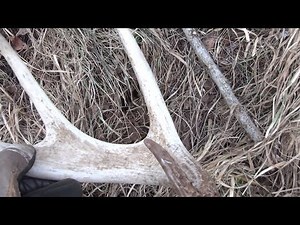 Shed Antler Hunting 2014