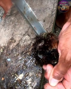 Spiny Oyster Shells in Capiz, Catch & Cook. Locally known in Ivisan, Capiz as Tuyä. | CAbeaches