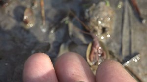 Triops Longicaudatus Commonly Called Longtail Tadpole: стоковое видео (без лицензионных платежей), 1012922579 | Shutterstock