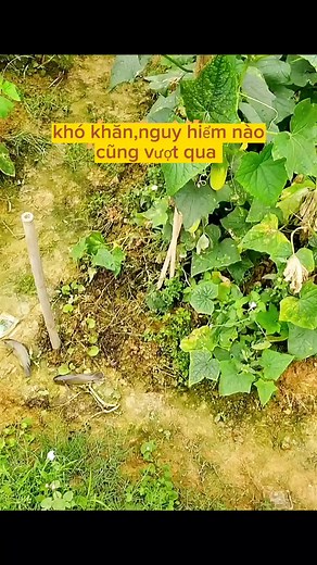 Slithering Snake in Natural Environments