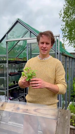 Get more flowers on your bedding plants this summer by pinching out the tips, which will promote shrubbier growth. 🌸 #beddingplants #gardening #summerflowers | BBC Gardeners' World Magazine