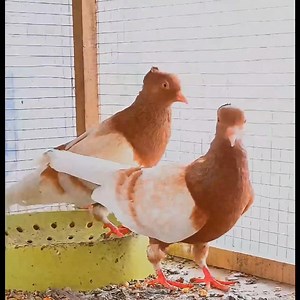 Archangel pigeon | Kirmani Breeding Farm