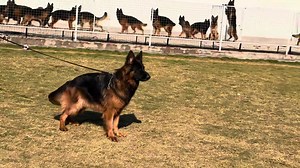 Longcoat GSD female mated with BECKO both side grandson of Worldchampions | Vom MaxBurg