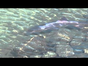 California Wildlife --- Brown Smooth-hound (Smoothhound) Shark