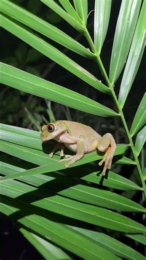 ft. a Natal Forest Tree Frog (Leptopelis natalensis) #frog #africa #wildlife #shorts #ytshorts