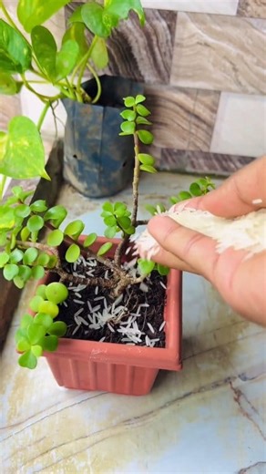 Jade plant ka secret booster! 🪴 Rice water = Fertilize & Grow Quickly 🌾 #gardeningtips #homegarden #plantcare #succulents #reels | Jimmy Chou