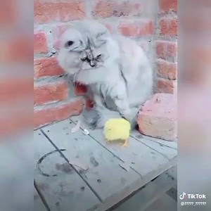 Jaa Tujhy Maaf Kia :D | 8XM - PAKISTAN