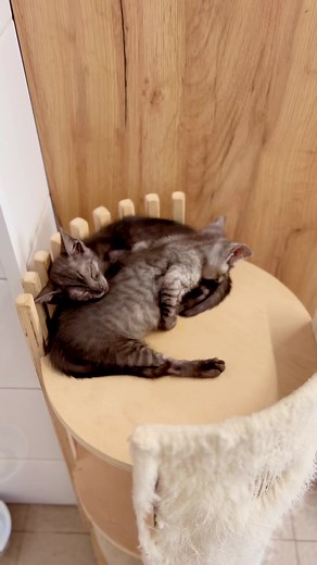 Przyjaźń przez wielkie P 🩷💖Fundacja ADA ul. Zamoyskiego 15 37-700 Przemyśl27 1500 1634 1216 3005 4390 0000W tytule: RatunekPrzelewy z zagranicy Swift : WBKPPLPPIBAN: PL27150016341216300543900000#FundacjaAda #Kot | Fundacja ADA Centrum Adopcyjne