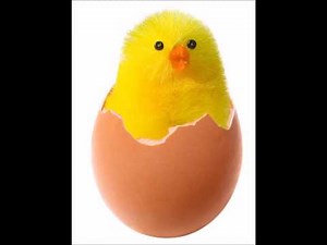 Президент & Амазонка - Цыпленок