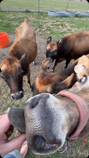 #CowWhisperer | Josh Wiggins