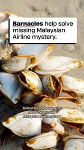 1.4M views · 107 reactions | Barnacle shells are a key to uncovering where missing flight MH370 went. For more information check out the study, ‘A Stable Isotope Sclerochronology-Based Forensic Method for Reconstructing Debris Drift Paths With Application to the MH370 Crash’ by Al-Qattan (2023) in AGU Advances #waterlust #barnacles #ocean #science #marinebiology #geochemistry #oceanscience #oceanography #underwater #water #sealife | Waterlust | Facebook