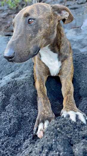 kukui goes to the beach 🥹❤️🍒 #kukui #blacksand #beachdayz #hawaii #treehousechicks #pets #adogslife #asmr #waves #ocean | Kelli Veras
