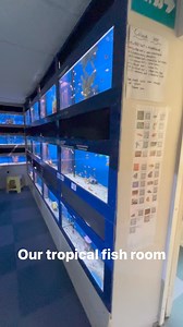19 reactions | Our tropical fish room | Sedgley Road Aquarium | Facebook
