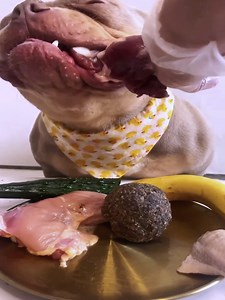 80K views · 1.2K reactions | Bobby eating raw meat and vegetable. Dog eating delicious food. New Video #dog #eating #raw #meat #vegetable #foryou #viral #fyp | Bobby PS | Facebook