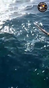 Tinalon na ng kasama namin para tingnan kong ano ang nasa ilalim nito #bagaysakaragatan #KakaibangBagay #Misteryo #tinalonna #nadaanan #pacific #followers | Pacific Vlog