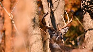 Are you ready to embark on an unforgettable outdoor adventure surrounded by the vibrant hues of Almost Heaven, West Virginia's incredible fall foliage? 🍂 The archery and crossbow season opens this Saturday and we can't think of a better time to get outside and enjoy everything that makes fall hunting seasons in West Virginia so special. 🦌 Seize the moment and get ready to make this Saturday the beginning of an epic hunting season! Buy your hunting license and deer stamps today WVhunt.com. 🏹 |