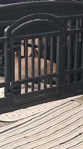 I don't lack in the naughty gene! 🤣 #noveltyfarm #purposebred #preservationbreeder #akccairnterrier #cairnterrier #showdogs #cairns # | Novelty Farm