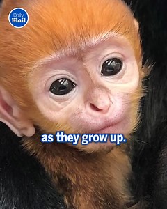 28K views · 467 reactions | Sadly these adorable monkeys are endangered  | Daily Mail US | Facebook
