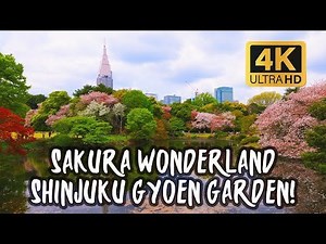 Witness Japan's Breathtaking Cherry Blossom Magic at Tokyo's Iconic Shinjuku Gyoen Park! - La Vie Zine