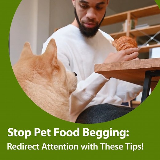 29 reactions | Most of us can relate to our dogs begging for food at...