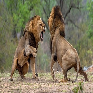 11K views · 582 reactions | The Battle Of The Mighty Lion - Beautiful Animals | Beautiful Animals | Facebook