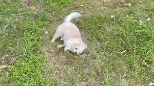 Hi Everyone I’m just sniffing & rolling around outside in the yard before the grass gets cut. It’s such nice weather right now. -Love, DONUT 🍩 | Lemon-Aid