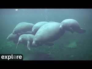 Underwater Manatee-Cam at Blue Spring State Park powered by EXPLORE.org - YouTube