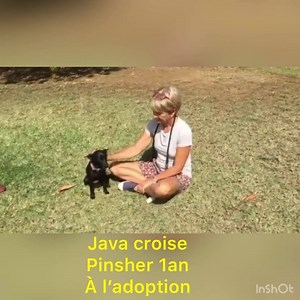 102K views · 6.8K reactions | ️ JAVA EN COURS D’ADOPTION ️ Coucou...